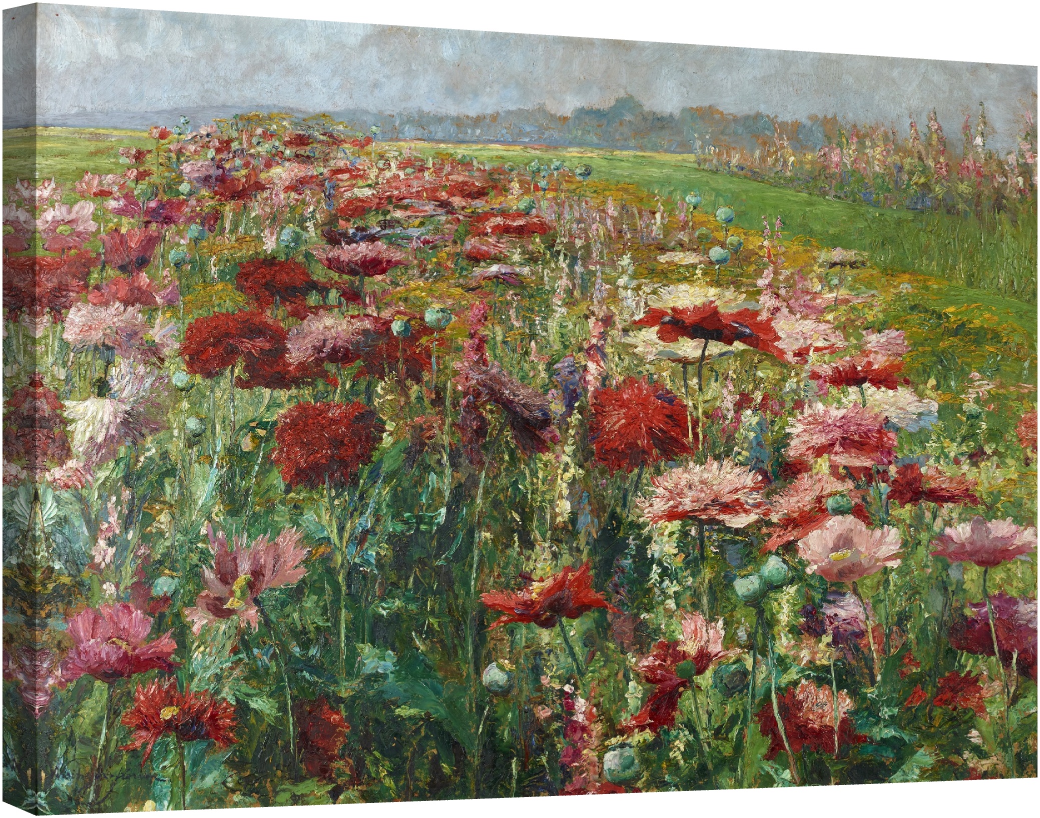 Цъфтящи макове 1900