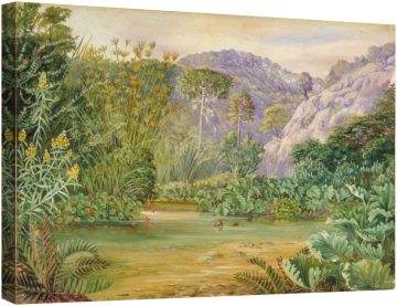 Растителност край поток в Чанлеон, Чили