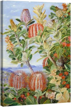 Растителност на Западна Австралия